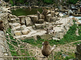 温泉で戯れる野猿